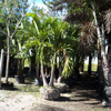 Palm Adonidia