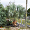 Silver Bismark Palm