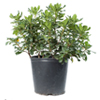 Variegated Pittosporum