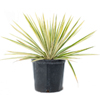 Variegated Yucca